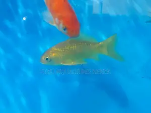 Add Life to Your Aquarium With Stunning Goldfish