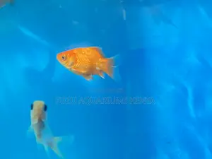 Goldfish Lovers’ Paradise – Wide Variety Available
