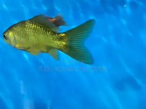 Beautiful Goldfish for Every Aquarist