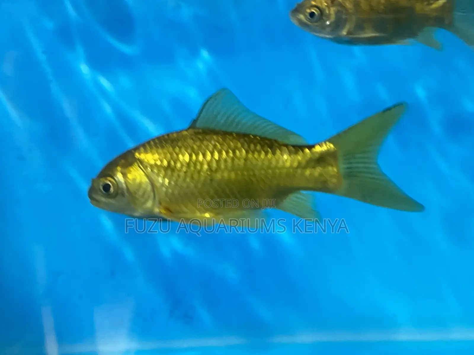 Peaceful Goldfish – Perfect for Community Tanks