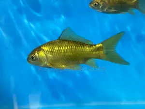 Peaceful Goldfish – Perfect for Community Tanks