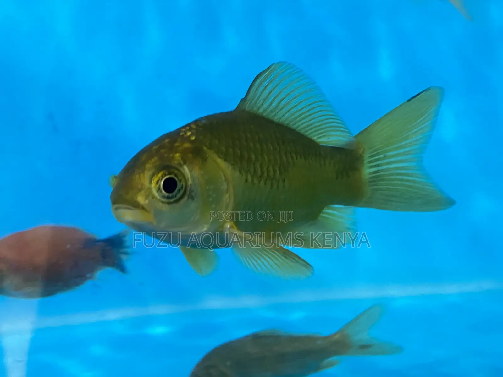 Hardy Happy Goldfish – Easy to Maintain