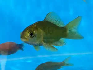 Hardy Happy Goldfish – Easy to Maintain