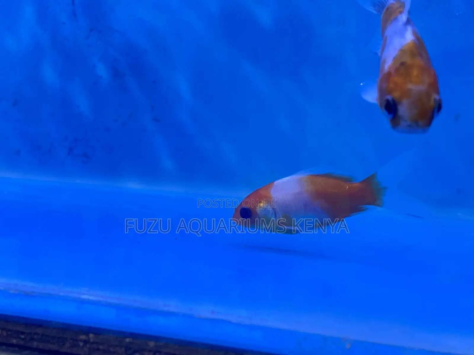 Make Your Aquarium Shine With Fancy Goldfish