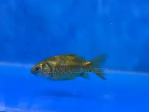 Affordable Goldfish in All Sizes and Colors