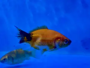 Gorgeous Goldfish – Tank-Raised Well-Cared For
