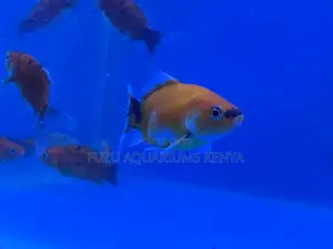 From Fancy to Common – We Have All Goldfish Types