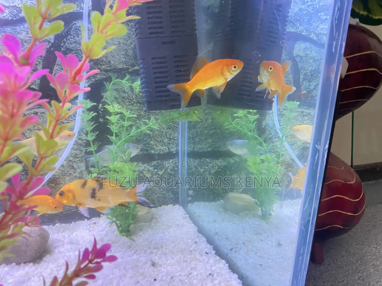 Dazzling Goldfish – Great for Home Office Tanks