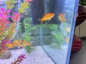 Dazzling Goldfish – Great for Home Office Tanks