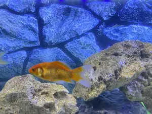 Pet Goldfish That Amaze – Start Your Collection