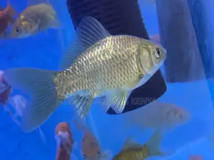 Bright and Cheerful Goldfish – Kids Will Love Them