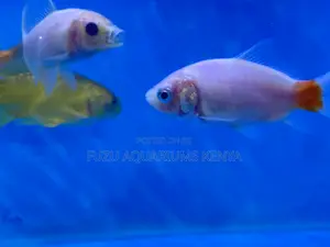Swimming Jewels – Top-Notch Goldfish for Sale