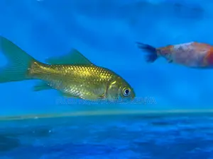 Rare and Fancy Goldfish