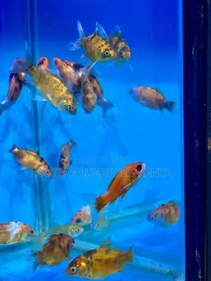 A Splash of Gold for Your Aquarium(Goldfish)