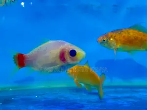 From Pond to Tank – Goldfish for Every Need