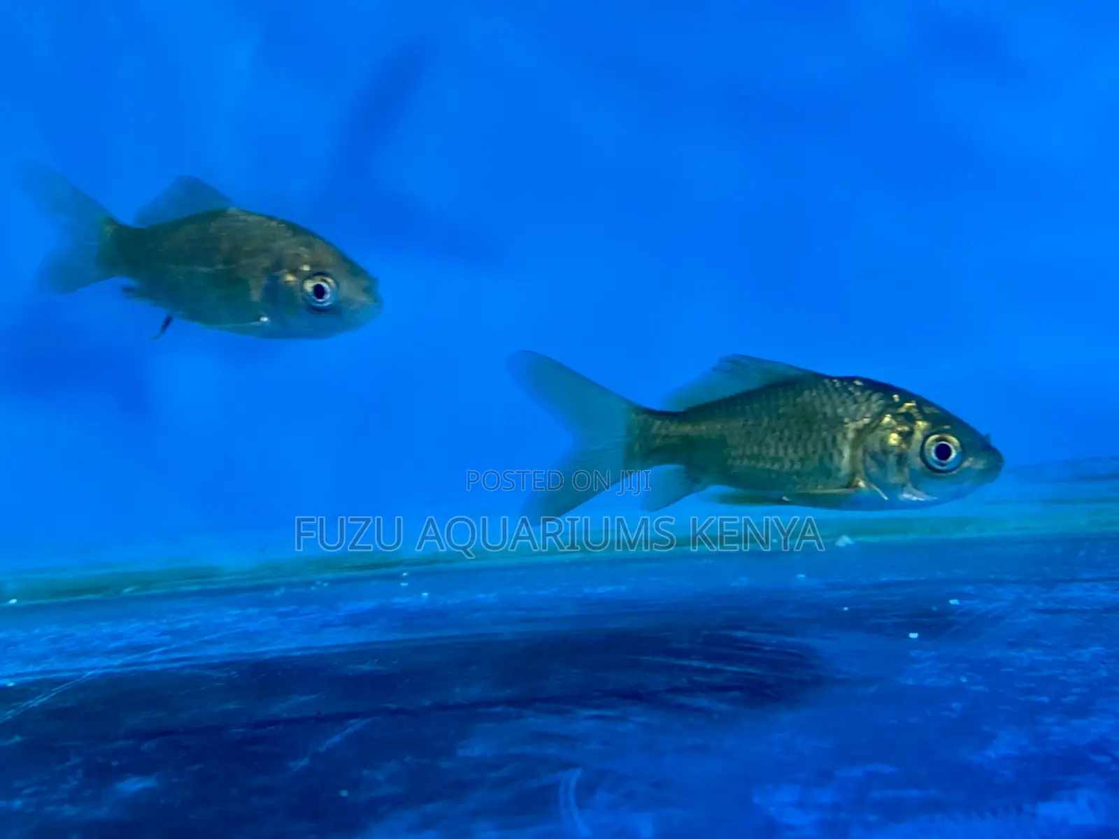 Hand-Selected Goldfish – Vibrant Long-Lived