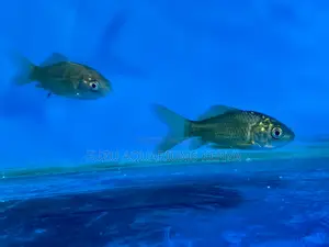 Hand-Selected Goldfish – Vibrant Long-Lived