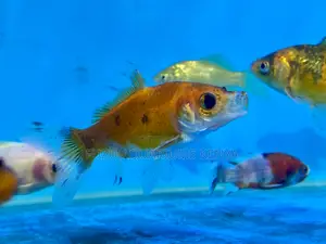 Goldfish Galore – Choose From Many Beautiful Types
