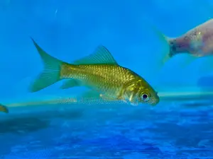 Elegant and Easy Goldfish – Perfect Starter Pets