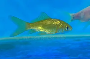 Goldfish Dreams Begin Here – Get Yours Today