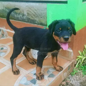 1-3 months Male Purebred Rottweiler
