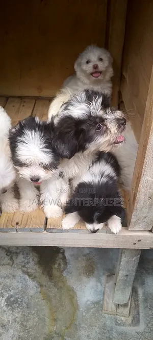 1-3 months Female Purebred Havanese