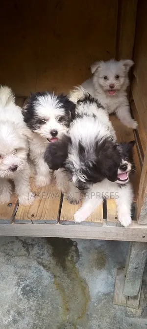 1-3 months Male Purebred Havanese