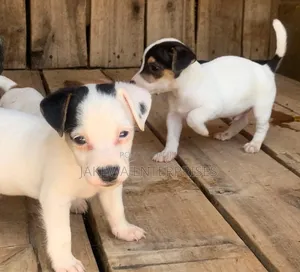 1-3 months Male Purebred Jack Russell Terrier