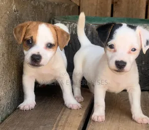 1-3 months Female Purebred Jack Russell Terrier