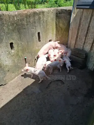 Piglet for Sale
