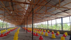 Quality 12 Kg Chicken Feeders