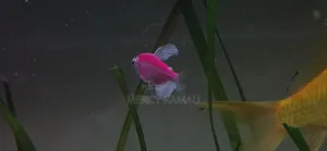 Ornamental Fish
