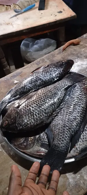Tilapia Fish
