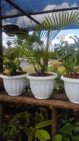 Indoor Plants,Plants for Your Inside Home