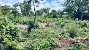 3/4 Acre Second Row Beach Plot!!