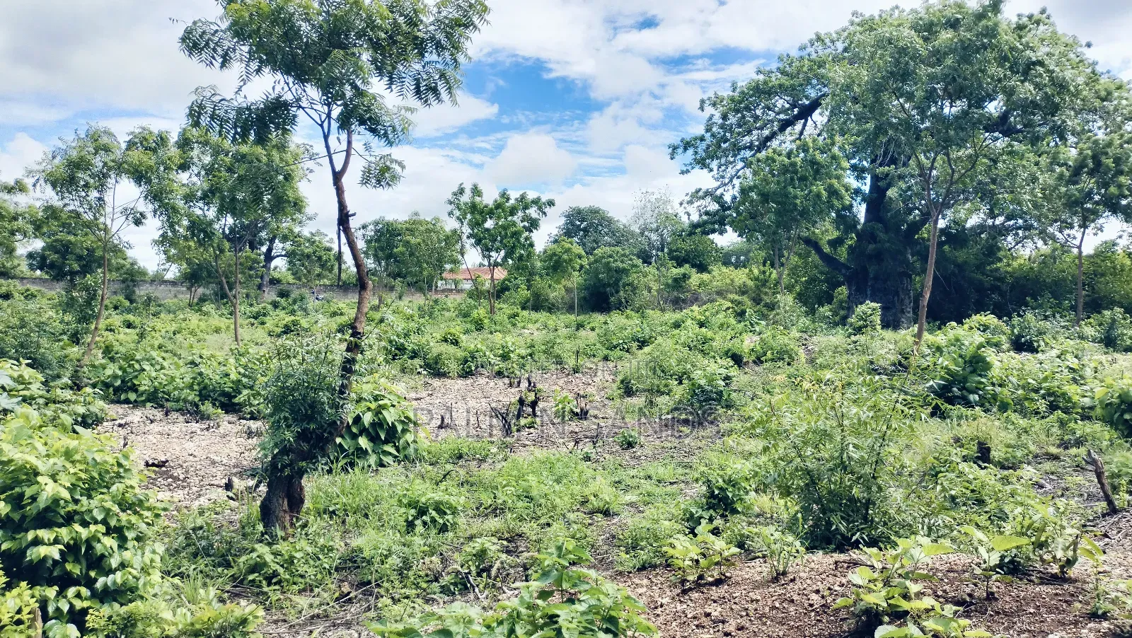 3/4 Acre Second Row Beach Plot!!