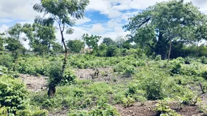 3/4 Acre Second Row Beach Plot!!