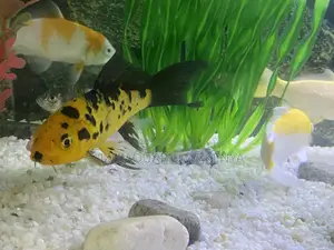Colorful Koi Fish to Brighten Your Aquarium