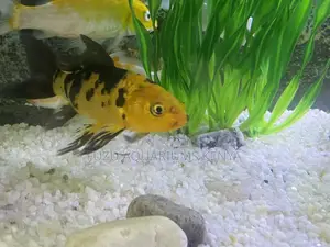 Stunning Koi Fish for Sale – Limited Stock!