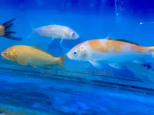 Graceful Koi Fish That Mesmerize