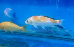 Premium Koi Fish Delivered From Nairobi