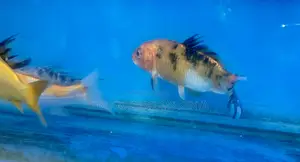 Beautiful Koi Fish – Perfect for Your Tank