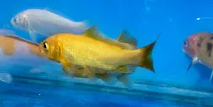 Koi Fish for Sale – Peaceful and Elegant