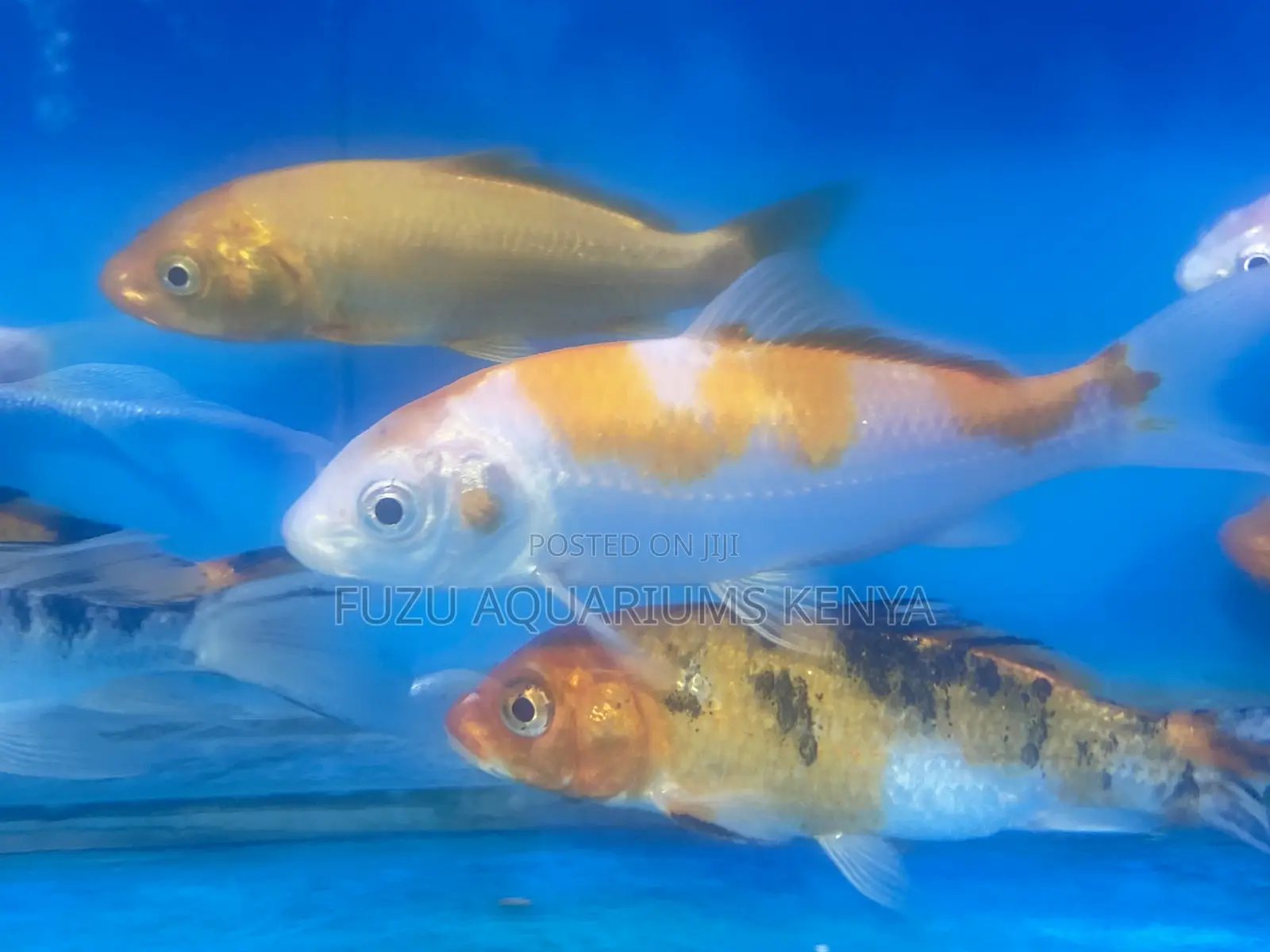 Vibrant Koi Fish to Transform Your Space