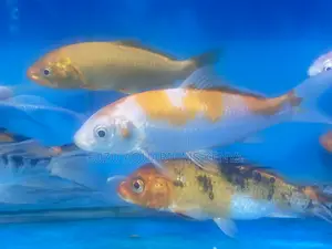 Vibrant Koi Fish to Transform Your Space
