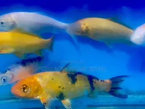 Affordable Koi Fish – Bulk Deals Available
