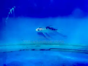 Koi Fish in Amazing Colors and Patterns