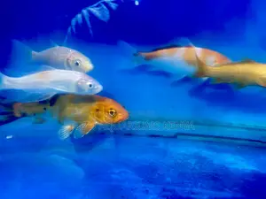 Koi Fish That Are Easy to Maintain
