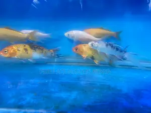 Eye-Catching Koi Fish Now in Stock