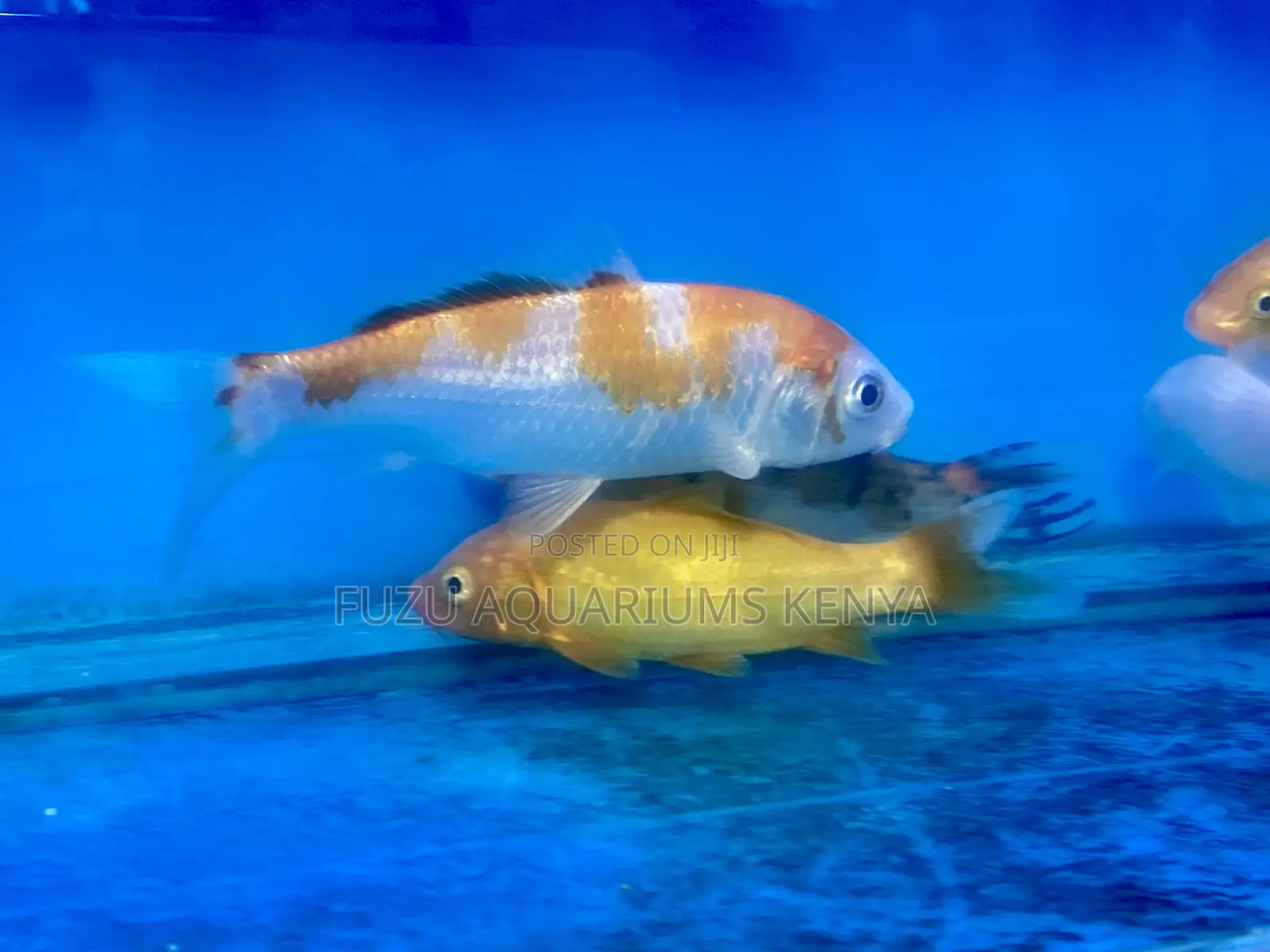 Quality Koi Fish Straight From Nairobi